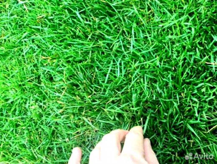 Рулонный газон