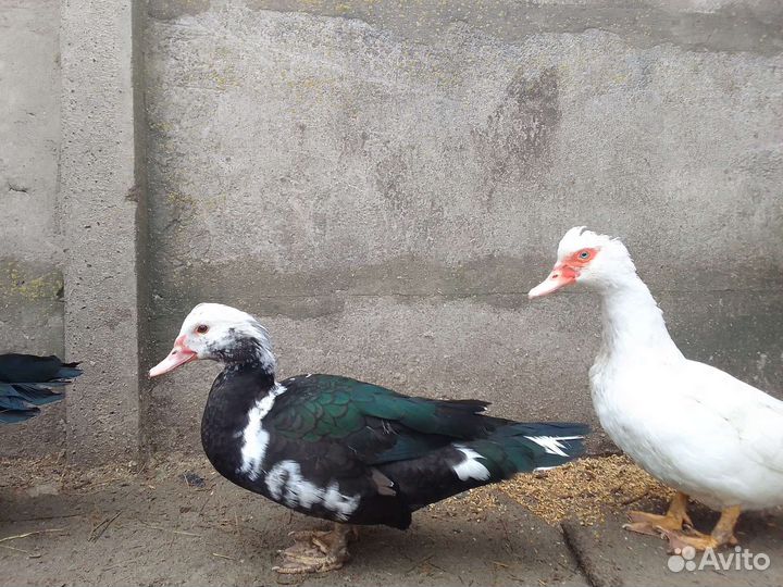 Мускусные утки