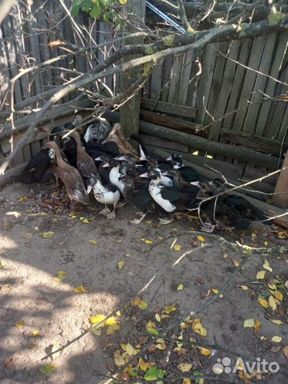 Утки индийский бегунок