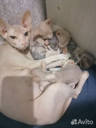 Донской сфинкс котята