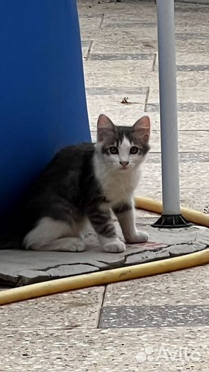 Котята в добрые руки даром