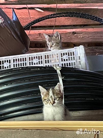 Деревенские котята
