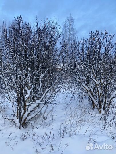 Сирень обыкновенная 