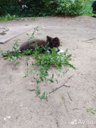 Котенок бесплатно