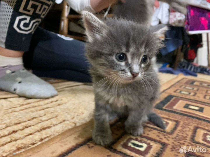 Кошки в добрые руки