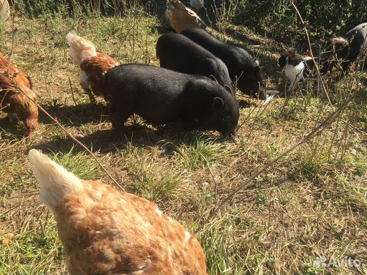 Продается мини пиги