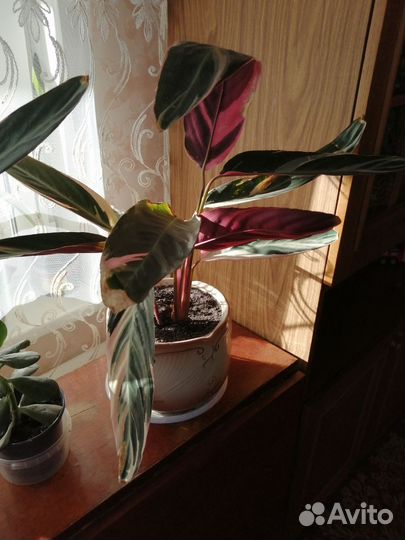 Комнатные цветы