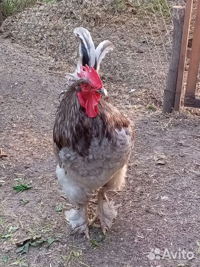 Петух и Курочки