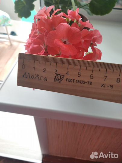 Герань сортовая