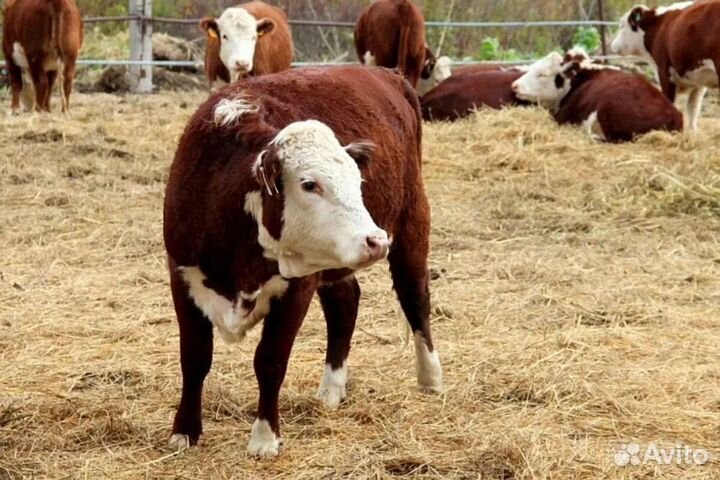 Телки герефорд