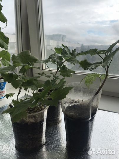 Голандская Красная смородина