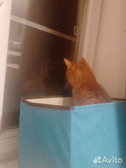 Потерялся рыжий кот