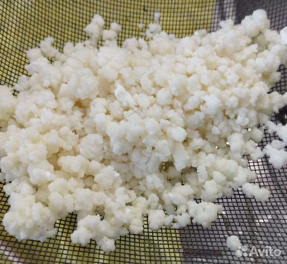 Тибетский молочный кефирный гриб