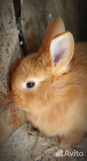 Крольчата нзк