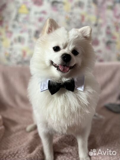 Померанский шпиц вязка кобель