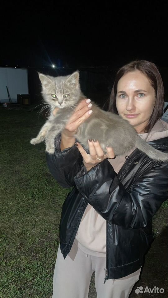 Котёнок в добрые руки, Тамбов