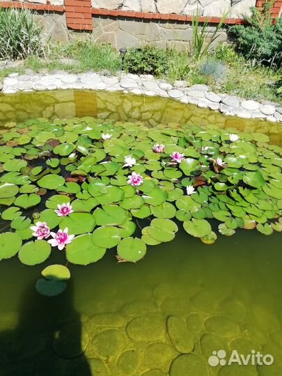Водяные лилии