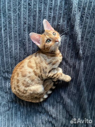 Бенгальская кошка