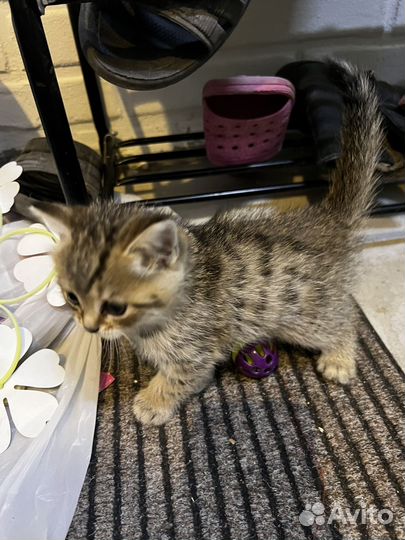 Котята в добрые руки бесплатно