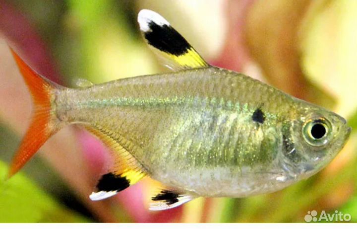 Аквариумные рыбки