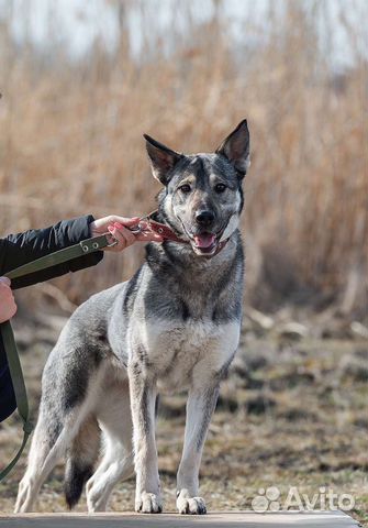 Собака в добрые руки