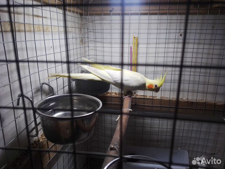 Попугай корелла девочка