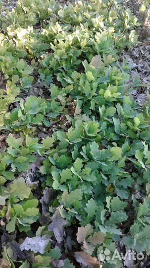 Сеянцы дуба черешчатого