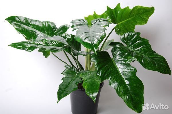 Филодендрон Lime Fiddle