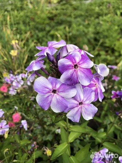 Флоксы набором