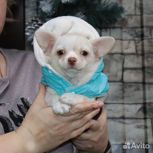 Мальчик-батончик для Души Чиxуaxуa с доставкой