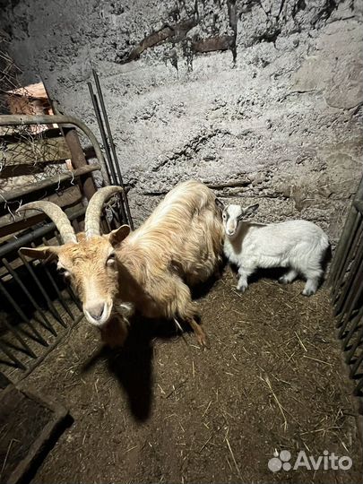 Продам козу и козочку