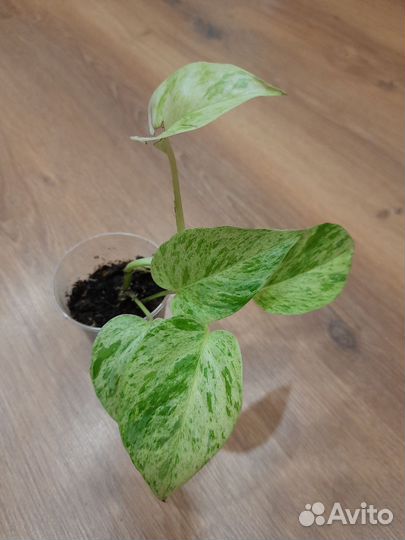 Сциндапсус marble Queen