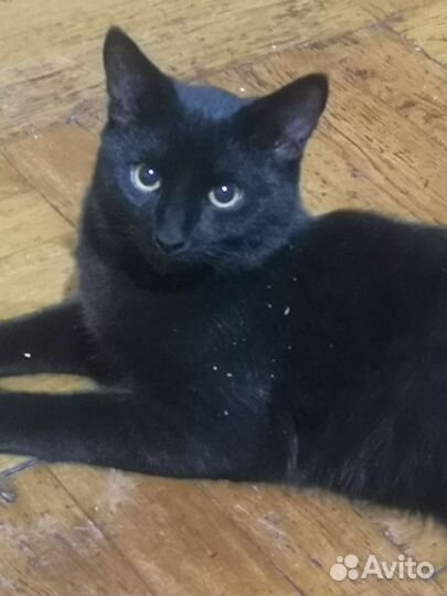 Кот в добрые руки