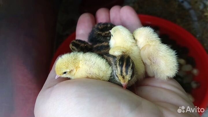 Китайские расписные перепела