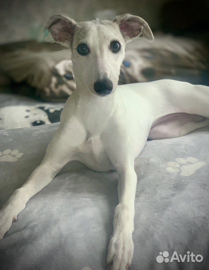 Щенок уиппета