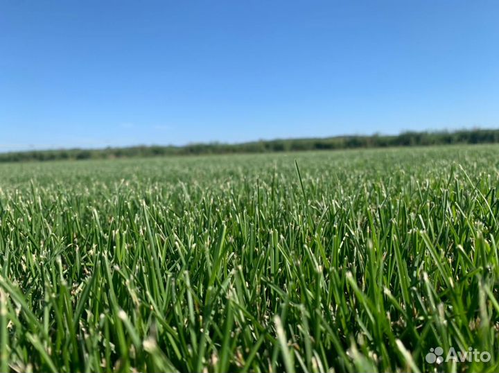 Рулонный газон мятлик