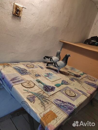 Продажа голубей