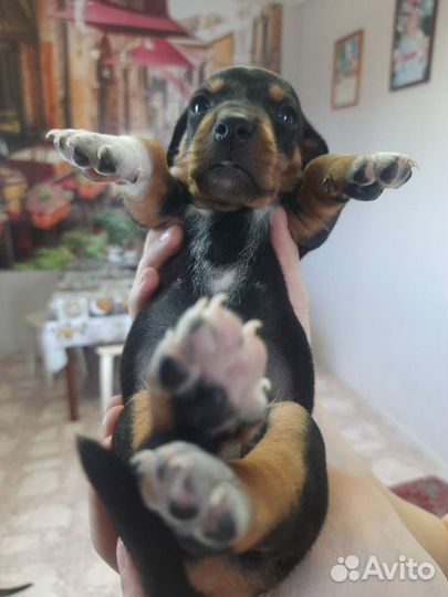 Такса в добрые руки