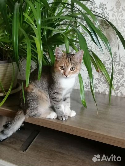 Кошка в дар бесплатно