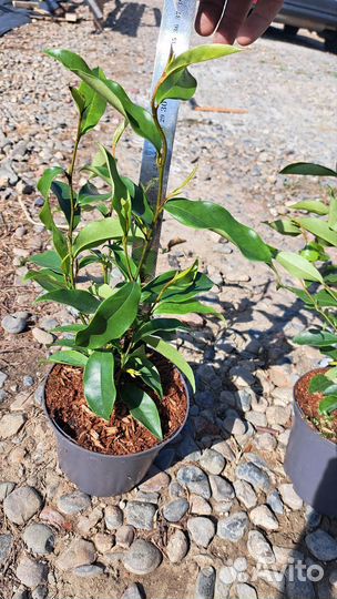 Магнолия стелар руби