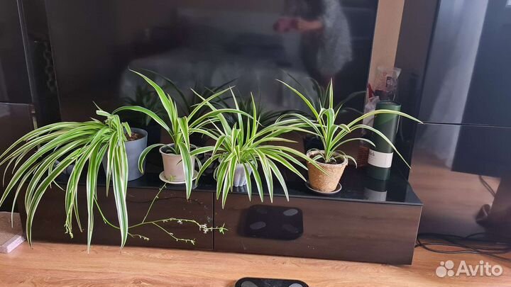 Хлорофитум