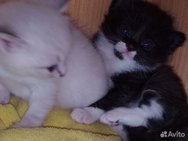 Котята