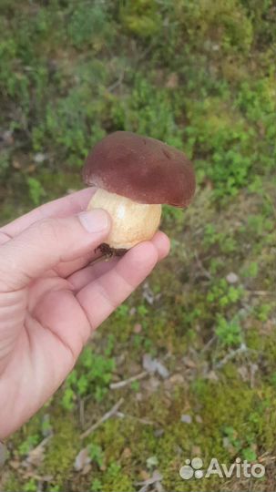 Отдых на Ладожском озере