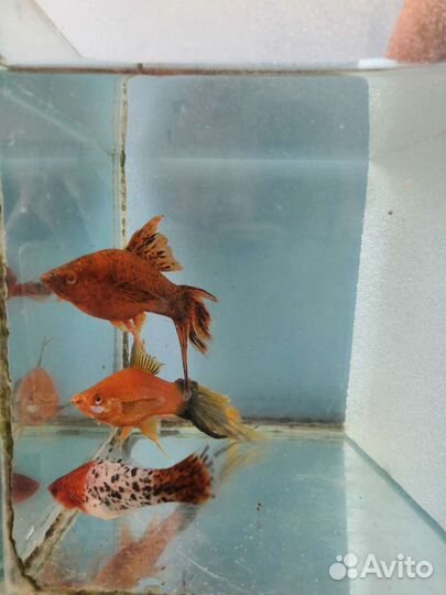 Аквариумные рыбки собственного разведения