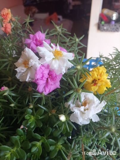 Портулак рассада