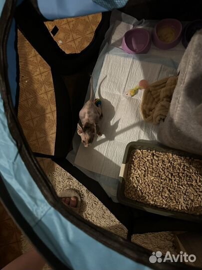 Вальер для кошек и собак