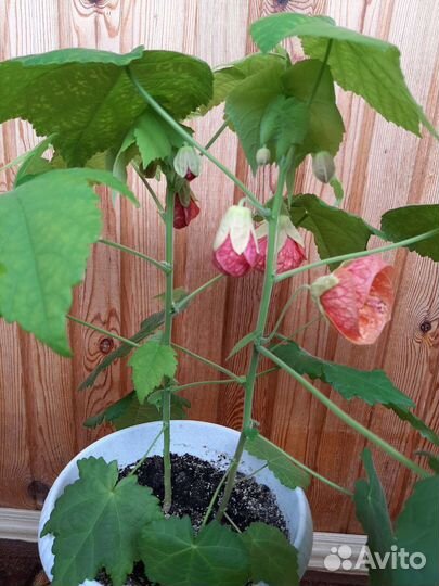 Абутилон, комнатный клён