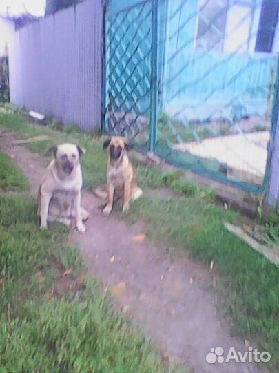 Щенки для охраны