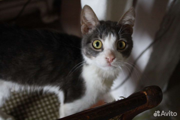 Отдам в добрые руки котика)