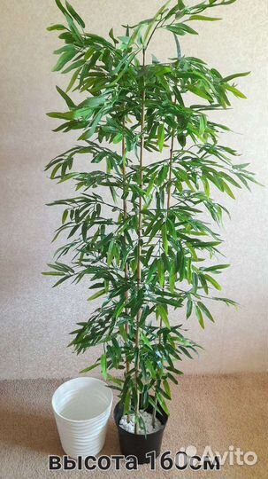 Бамбуковая Пальма 160см